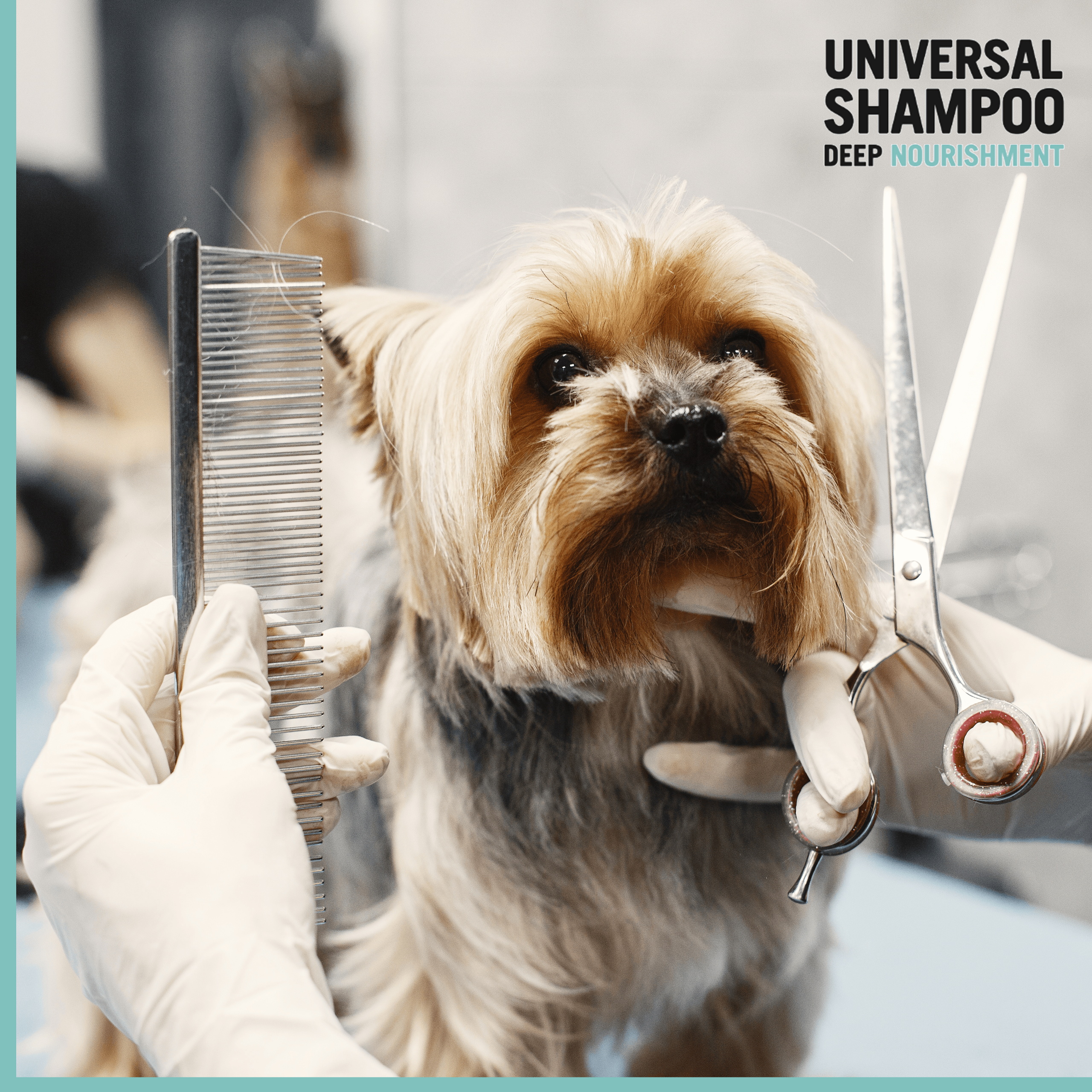 woman shears dog dog sitting couch breed yorkshire terrier
