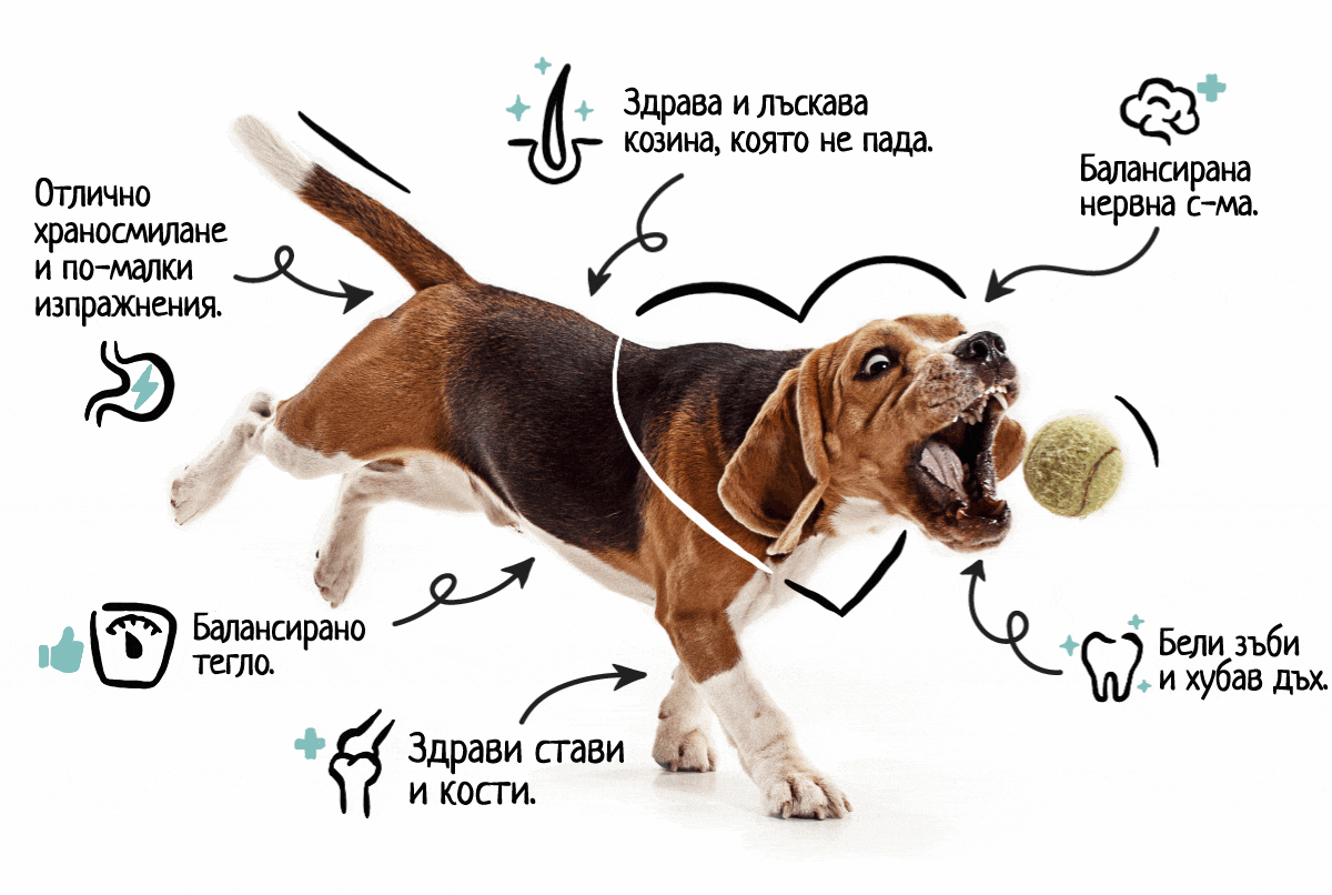 beagle