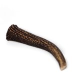 Whole deer horn for chewing - Image 3