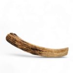 Whole deer horn for chewing