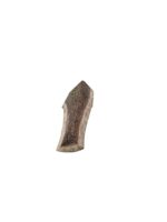 Part of a deer horn for chewing - Image 5