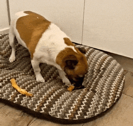 CHEW-BOX-gif